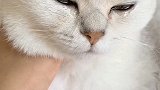 吐吐大概是最爱哭的小猫咪了…难搞哦…萌宠出道计划 呸式vlog