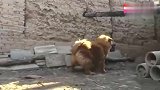 藏獒和马犬因为一块肉大打出手，究竟谁赢呢？