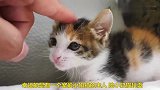从小失去母亲的小奶猫，由主人养大，太有感情了