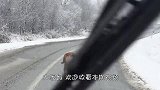 一只流浪狗在雪地里拦车，男子赶紧下车查看，结局太暖了