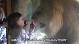 游客被装进笼子里，和狮子近距离接触，结果意外发生了！