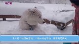 主人把二哈埋在雪地，二哈一动也不动，画面真是搞笑