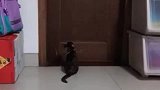 自从有了小主人，他上厕所猫咪都守在门外，最后结局却出人意料！