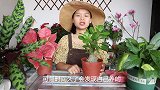 养花妙用鸡蛋壳和大米，花盆中撒一圈，肥料补得够够的