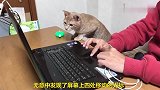 猫咪看主人玩电脑，这眼神这表情，也太入戏了吧