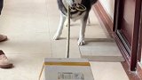 狗子的快递已到，请签收！