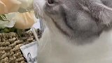 猫咪嘴馋，居然想吃花