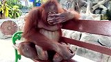 动物园里的一只猩猩，悠然自得的坐在长凳上，看着真是可爱呀！