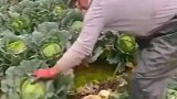 包菜人工收割现场，新鲜采摘，干农活