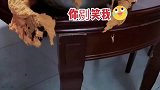 大姐做的面团，看起来有点搞笑！