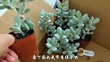 多肉植物出现侧芽，这几点要做好，可以养成大群哦