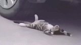 狸花猫：这就是传说中的碰瓷猫