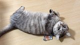 老猫带小猫去厨房偷吃，被发现后逃跑失败，就假装讨好求原谅！