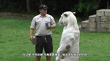 驴子被抛入虎园，两只老虎立马围了过来场面惨烈，镜头拍下全过程