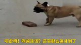 搞笑视频：狗子搬砖，养活铲屎官