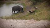 动物世界：河马和野狗