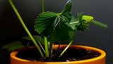 探测草莓生长过程，用摄像机记录下生长历程，从无到有很是震撼！