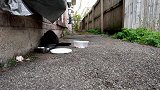 家里来了一只黑流浪猫，赶紧拿出食物给它吃，太可怜了