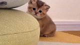 又有谁能够拒绝小奶猫的贴贴呢！