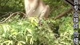 动物趣事为了果子拼了老命了，这可能是猴哥的倔强吧