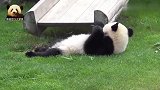萌力无穷的熊猫宝宝舒舒服服地躺在草坪上，懒洋洋的样子巨可爱