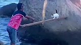 小猫贪玩，猫妈向人类求助