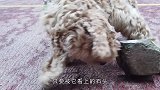 柴犬趁主人不在家，偷偷开电脑练瑜伽，网友：没成精谁信