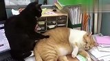 一只黑猫正在帮橘猫老大按摩，可能不小心按错地方了差点被打
