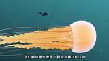 水母的“毒针”怎么刺进人体的？显微镜放大100倍，看完后怕了
