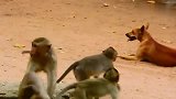 萌宠：猴子包围大黄狗，狭路相逢勇者胜