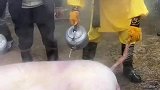 终究是猴哥负了八戒