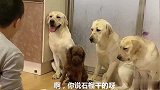 主人的衣服被弄脏，赛文和老大老四异口同声冤枉小泰迪，笑岔气