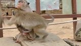 坏猴子抢夺小奶猴，猴妈愤起反抗，不料被坏猴子一下咬住脸部。