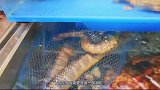 日本人连它都敢吃大厨一顿操作猛如虎，吃货这谁顶得住啊