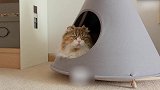 小窝里的小猫咪，这机灵的小样子，真可爱！