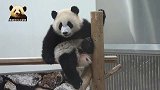 面带微笑的熊猫宝宝高高在上凹造型，小模样很是乖巧