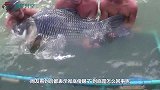 鲤鱼入侵全球，在英国胖的像头“猪”，网友看完都惊了！