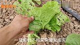 防治白菜上的青虫，用这个新配方，喷一遍能管30天