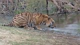 老虎正在喝水，突然感觉背后一凉撒腿就跑，老虎先溜为敬
