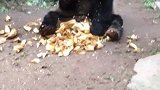 大熊猫：这竹笋味道不错，就是太少了！