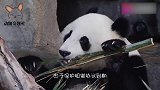 外国饲养员，送别熊猫回到祖国，分别的场面太心酸