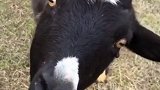 羊：我不对劲。搞笑 动物 开心一刻