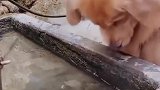 狗子：金毛把主人的鱼给叼走放生了