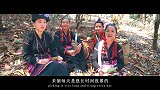 云南Day30｜来到千年前的【茶文化起源地】西双版纳勐海县，穿着“布朗族”装扮和采茶姑娘们一起“徒脚爬树”！