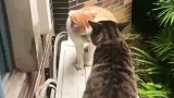 两只猫咪吵架，被女子出面教育批评了一顿
