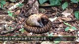 男子偶然去山上转转，看到两棵大树被“咬断”镜头记录下全过程