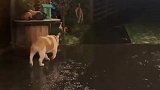 大半夜非要出来玩，走路都打出溜滑