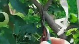苹果要想上色，卸完袋子第一件事就是剪叶子，让果实能照到阳光