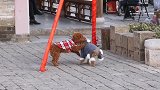 两个主人的小狗狗西府老街相遇，看它们玩的多么开心快乐