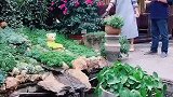 老父亲陪我在丽江开客栈，从小到大，他疼我如宝，现在我要陪着他